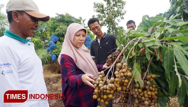 Kunjungi Kebun Kelengkeng di Tuban Bumi Wali, Ini Harapan Sri Wijayanti