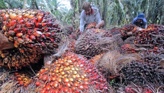 Indonesia Negara Pertama di Dunia Kembangkan Minyak Sawit Jadi Bensin