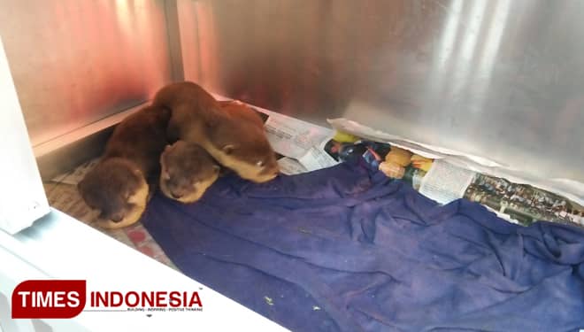 Berang-berang yang akan Diselundupkan Warga Rusia Dibeli di Pasar Burung Denpasar