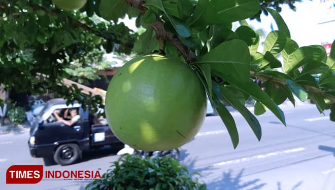 Buah Maja Semakin Langka, Dahulu untuk Takaran Beras
