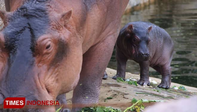 Pengunjung Jatim Park 2 Penasaran Bayi Kuda Nil