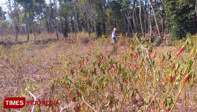 Puluhan Hektar Tanaman Cabai di Sumenep Kering