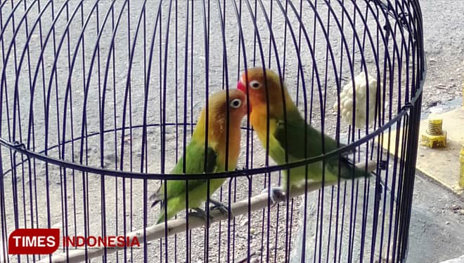 Harga Lovebird di Pamekasan Anjlok Hingga 30 ribu