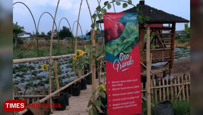 Wisata Petik Stroberi Desa Pandanrejo, Serasa Memetik dari Kebun Sendiri