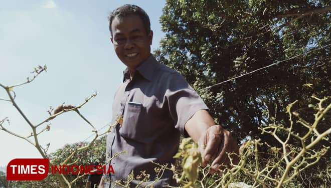 Kemarau, Tanaman Cabai Milik Petani Gresik Mengering