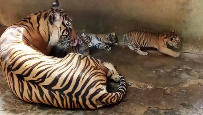 Tiga Bayi Harimau Sumatera Lahir di Maharani Zoo dan Goa Lamongan