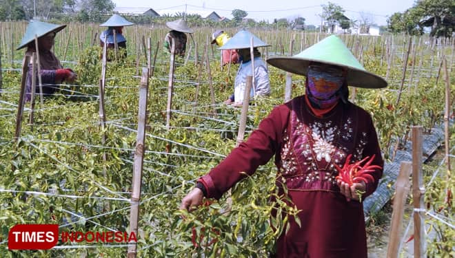 Perawatan Mudah, Petani di Gresik Budidaya Cabai Merah Besar