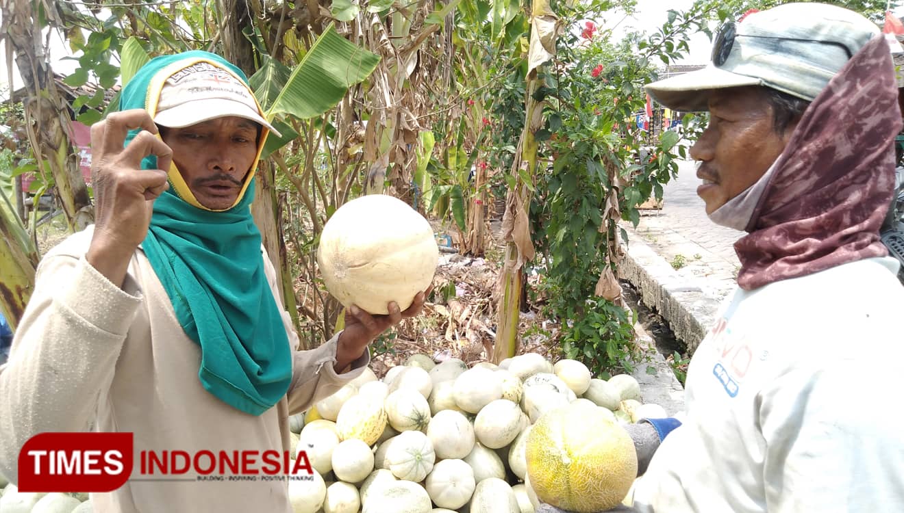 Buah Memble, Silangan Melon dan Blewah Hasil Budidaya Petani Gresik