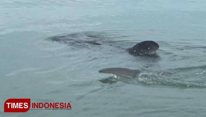 Empat Hari Hiu Tutul Masih Bertahan di Kanal Intake PLTU Paiton