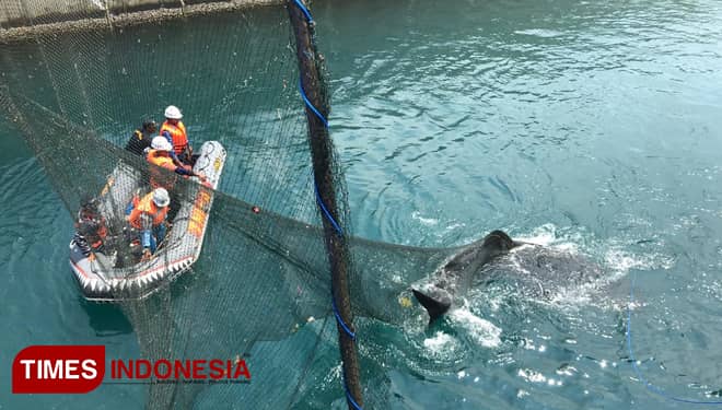 Tim Rescue Berhasil Evakuasi Hiu Tutul di Kanal PLTU Paiton