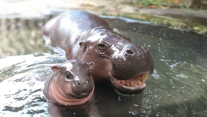 Bali Safari and Marine Park Kenalkan Pigmy Hippo