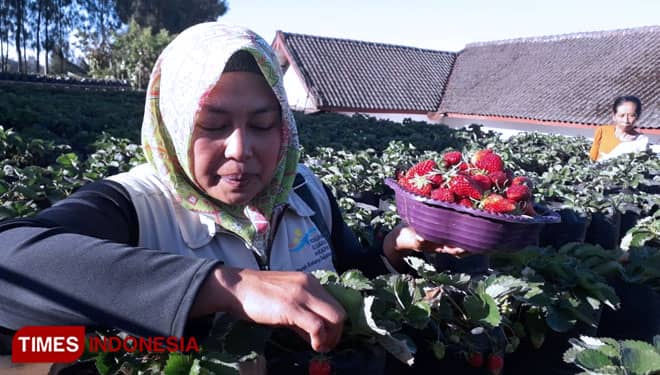 Ada Kebun Stroberi di Kawasan Wisata P-30 Sumber Probolinggo