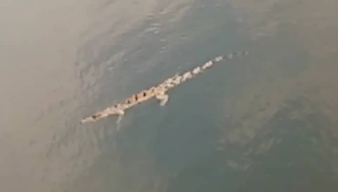 Lima Buaya Muncul di Bengawan Solo Lamongan