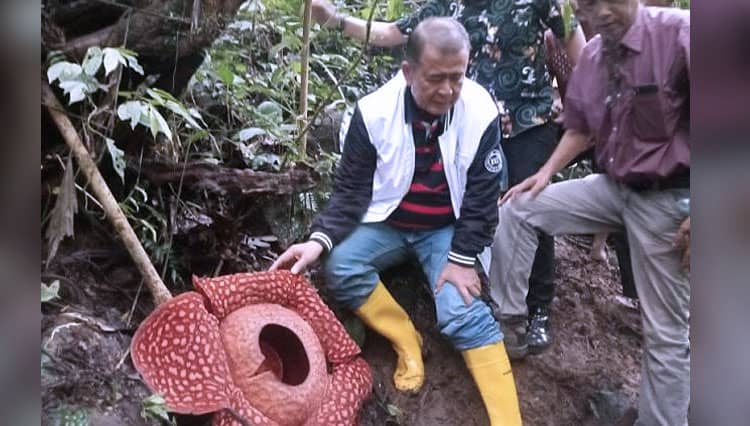 Rafflesia Mekar Sempurna, Rekor Bunga Terbesar di Dunia Pecah di Kabupaten Agam