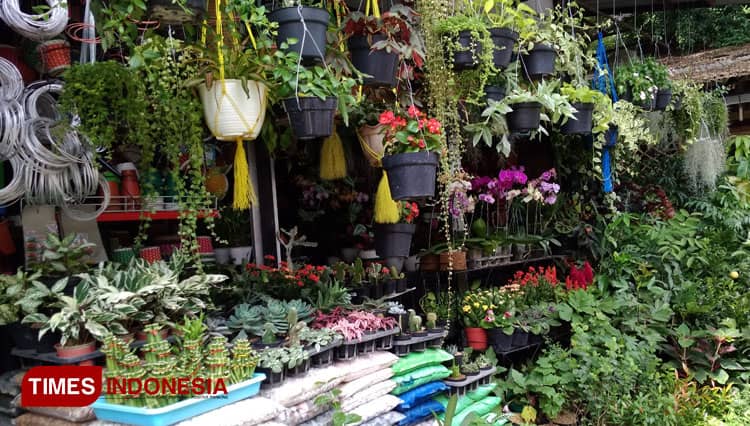 Visit Pasar Bunga Splendid Malang and Choose Your Most Favorite Flower to Go