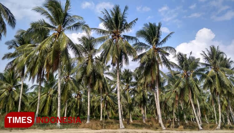Penat Rutinitas? Segarkan dengan Keindahan Sungai Kerupuk Teluk Payo