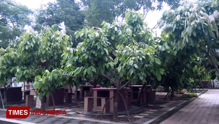 Rumah Coklat Trenggalek Menjamu Pengunjung dengan Ramah