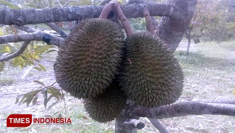 Pamor Durian Ngebel Ponorogo, Branding Pemikat Daya Beli Masyarakat