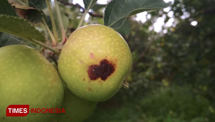 Penyakit Mata Ayam Serang Buah Apel Batu