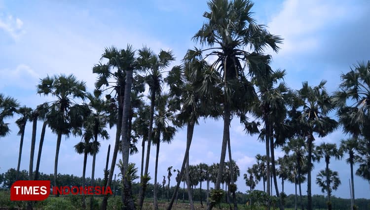 Air Buah Lontar Segar di Bulan Ramadhan
