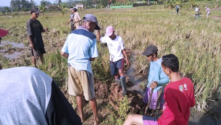 Aksi Gropyokan, Cara Petani di Batubara Lawan Hama Tikus