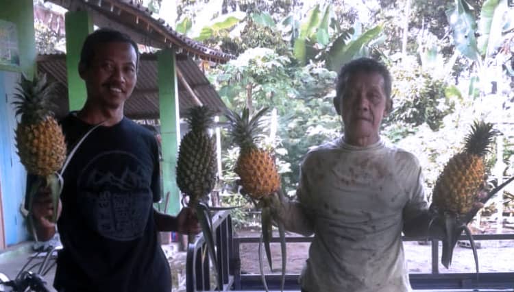Berkah Covid-19, Permintaan Nanas Banasari Blitar Makin Meningkat