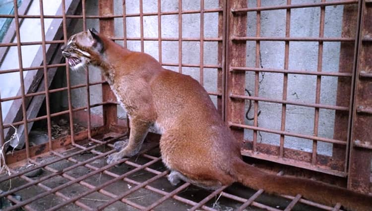 Berkenalan dengan Kucing Emas, Satwa Langka yang Eksotis