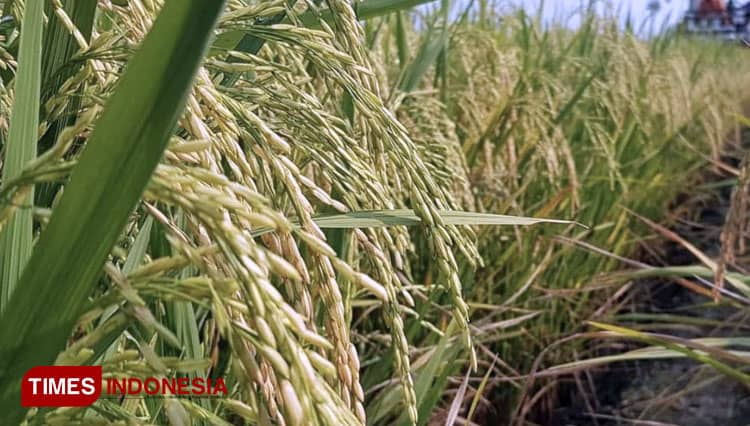 Inovasi Teknologi Kementan RI, Inilah Jenis Varietas Padi Tahan Kekeringan