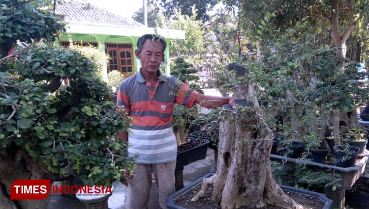Kampung Bonsai Desa Sambungmacan Sragen Jadi Rujukan Para Pecinta Pohon Kerdil