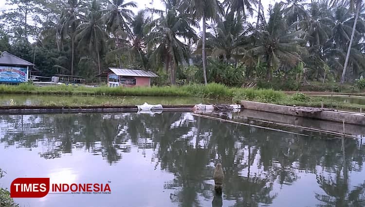 Pokdakan Mina Dadi Rejeki Banjarnegara Berharap Saluran Air Tambahan Terwujud