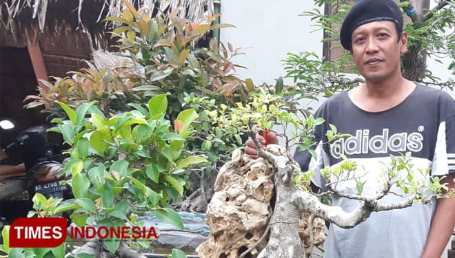 Dari Hobi dan Cinta, Bonsai Jadi Ladang Rezeki untuk Seniman Tulungagung
