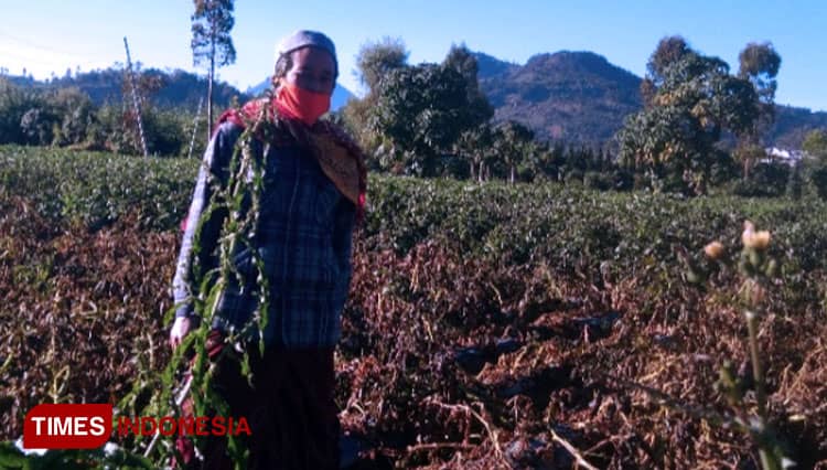 Suhu Minus 4 Derajat, Embun Es di Dieng Rusak Tanaman Kentang