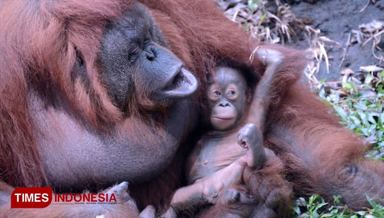 Nanda, Bayi Orangutan Lucu Lahir di Taman Safari Prigen