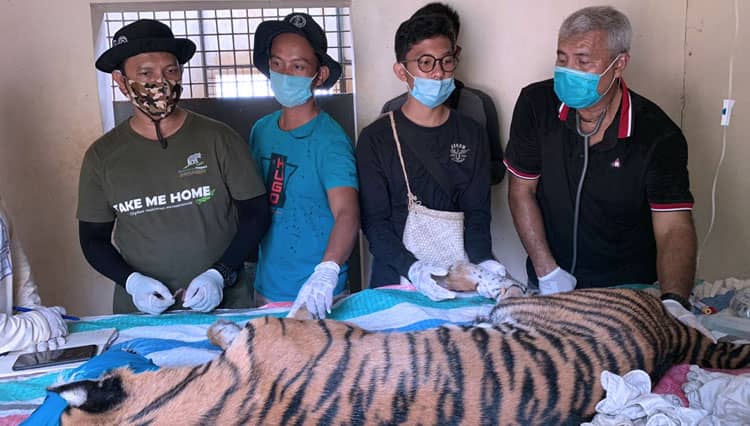 Ditangkap Usai Masuk Pemukiman, Ini Kondisi Harimau Sumatera saat Observasi