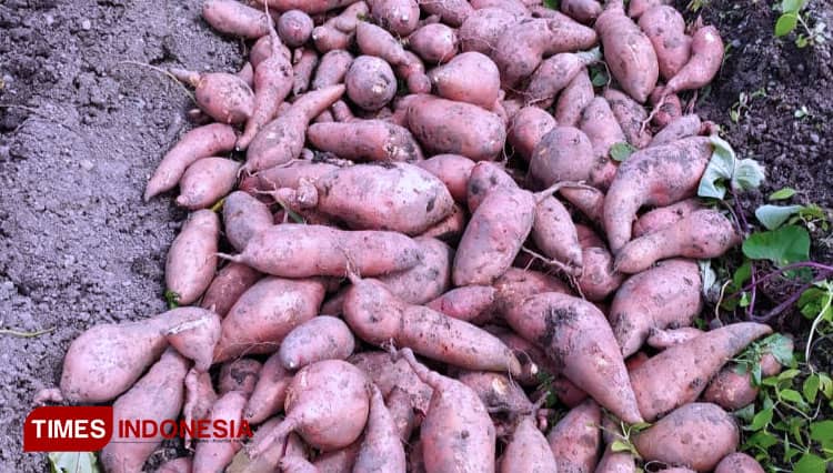 Harga Ubi Jalar Anjlok Rp 700 Sekilo, Petani Di Banyuwangi Merugi