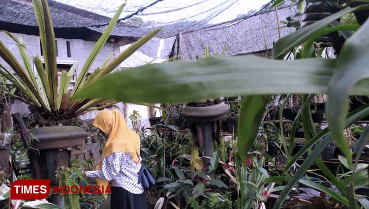 Hobi Bunga Anggrek, Pak Sohel Sulap Rumahnya Jadi Rumah Anggrek