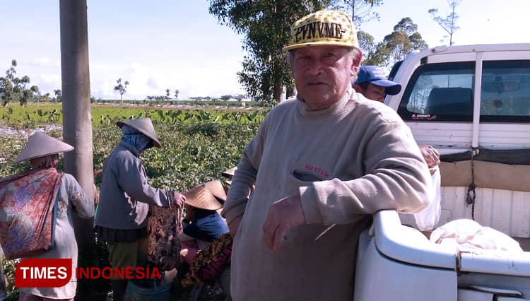Harga Kubis dan Wortel di Dataran Tinggi Dieng Banjarnegara Masih Jatuh