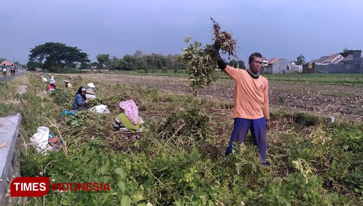 Terdampak Covid, Petani Kacang Tanah di Jombang Tetap Produktif