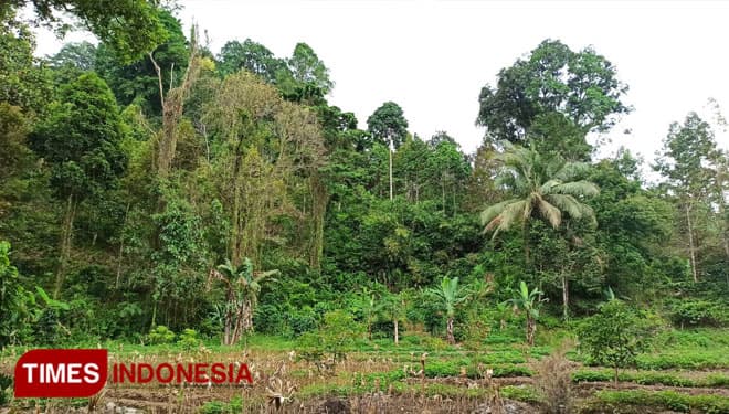 Kembalikan Fungsi Hutan Lindung, Warga Desa Jambewangi Tanam Pohon Swadaya