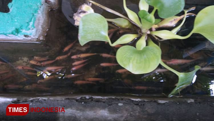 Melihat Kampung Wisata Oase Surabaya yang Bekerjasama dengan Swiss dalam Mengolah Sampah