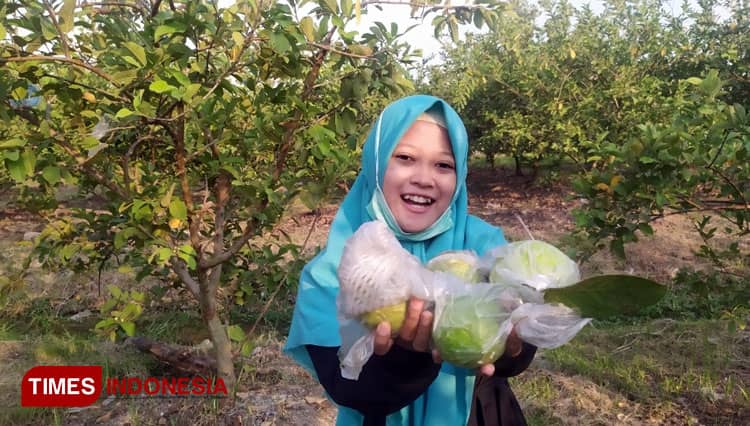Jombang Agrotourism, Where You could Pick Exotic Fruits Directly from Its Tree
