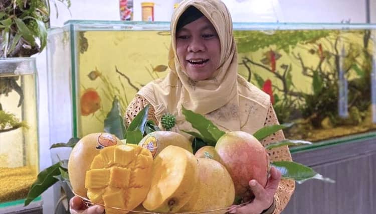Asli Indramayu, Inilah Agrimania Salah Satu Mangga Termahal di Indonesia