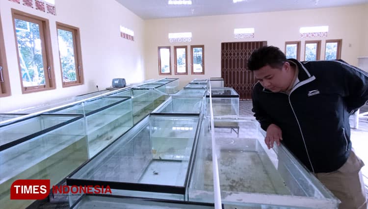 Gali Potensi Bernilai Ekonomis, UPTD BBI Budidaya Ikan Koi