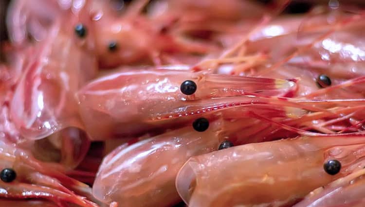 Jangan Dibuang, Kepala Udang Ternyata Kaya Manfaat