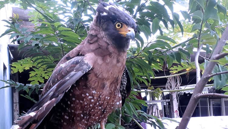 Satwa Langka Burung Elang Ular Bido Ditemukan dalam Kondisi Luka di Majalengka