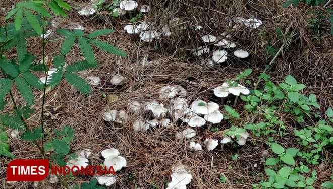 Musim Hujan, Warga Lereng Gunung Raung Banyuwangi Ramai Berburu Jamur Trucuk