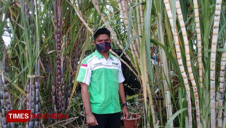 Sosok Altin dan Jalan Karir Karyawan Perkebunan Tebu PT MSM Sumba