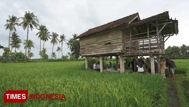 Ini Lokasi Persawahan Instagramable yang Viral di Banyuwangi