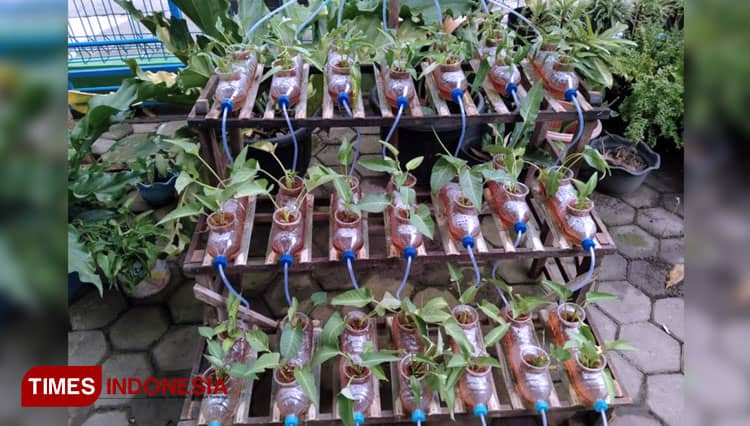 Mahasiswa KKN Undip Manfaatkan Limbah Botol Plastik untuk Hidroponik