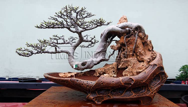 Agar Tetap Kerdil, Begini Cara Rawat Bonsai